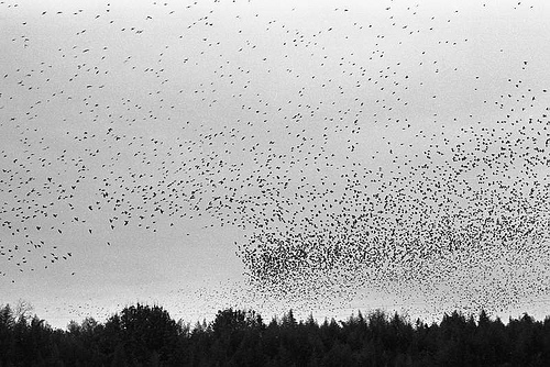 swarm photo