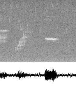 birdsong_spectrogram