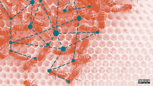 Network of bees by opensourceway open source photo