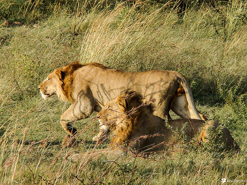 lion hunting photo